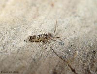 orchesella sp.