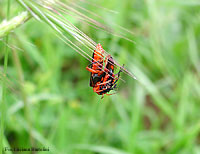 Cantharis sp. che ha catturato una falena Zygaenidae