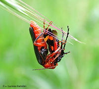 Cantharis sp. e Zygaenidae