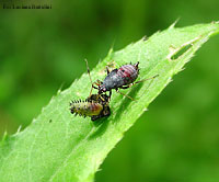 giovene emittero che succhia una larva