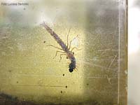 Larva di libellula che ha catturato una larva di zanzara