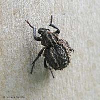 Brachycerus sp. dal corpo rugoso e grinzoso
