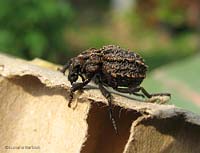 Brachycerus sp.