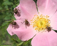 piccoli curculionidi Mononychus punctumalbum sulla rosa canina