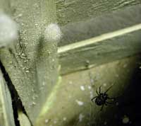 Theridiidae