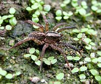 Trochosa terricola
