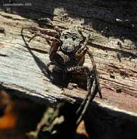 Philodromus margaritatus