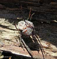 Philodromus margaritatus capovolto