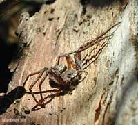 Philodromus sp.