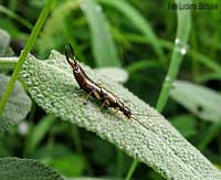 Forficula auricularia maschio