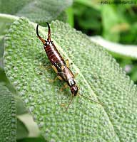 Forficula auricularia maschio