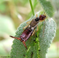 Forficula auricularia maschio