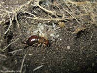 Forficula auricularia con piccoli appena nati