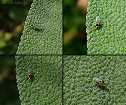 Liriomyza sp.