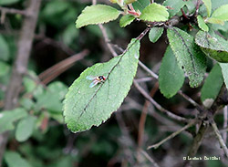 Dittero Liriomyza sp.