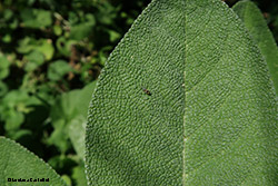 Dittero Liriomyza sp.