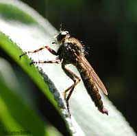 Dittero della famiglia Asilidae
