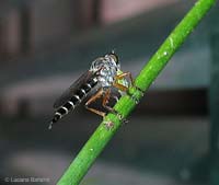 Dittero Asilidae