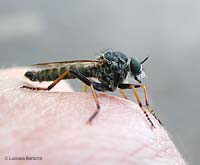 Asilidae posato sulla mano
