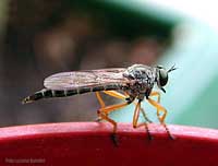 Dittero della famiglia Asilidae
