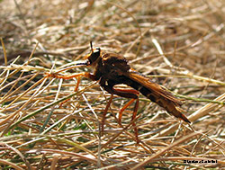 Asilus crabroniformis femmina