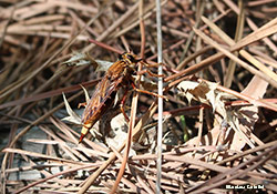 Asilus crabroniformis femmina