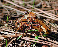 Asilus crabroniformis in accoppiamento