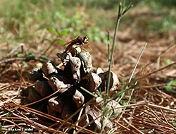 Asilus crabroniformis maschio