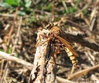 Asilus crabroniformis