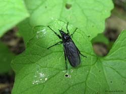 Bibio sp. femmina Bibio sp. femmina