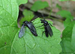 Bibio sp. femmine un dittero nero
