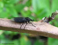 Bibio sp. femmina Bibio sp. femmina