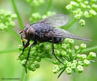 Calliphora vomitoria