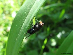 Calliphora vicina