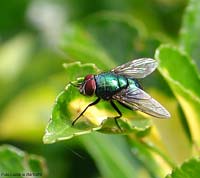 Lucilia sp.