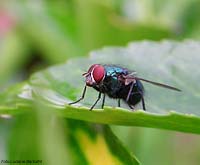 Dittero Lucilia sp.