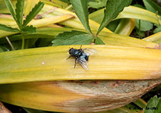 Lucilia sp