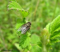 Pollenia rudis
