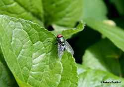 Lucilia sp