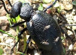 Ceratopogonidae sp
