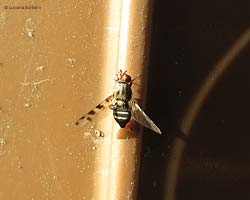 Ceroxys sp. Ceroxys sp.