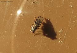 Ulidiidae Ceroxys sp.