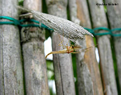Chironomidae sp.
