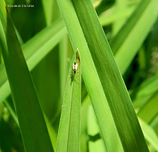 Chironomide Cricotopus sp.