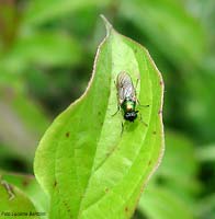 Chloromyia formosa