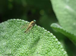 Chrysopilus asiliformis