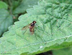 Chrysopilus auratus