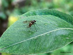 Chrysopilus cristatus