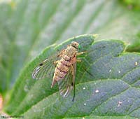 Chrysopilus sp.