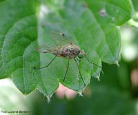 Chrysopilus sp. un dittero dagli occhi verdi Chrysopilus sp. un dittero dagli occhi verdi